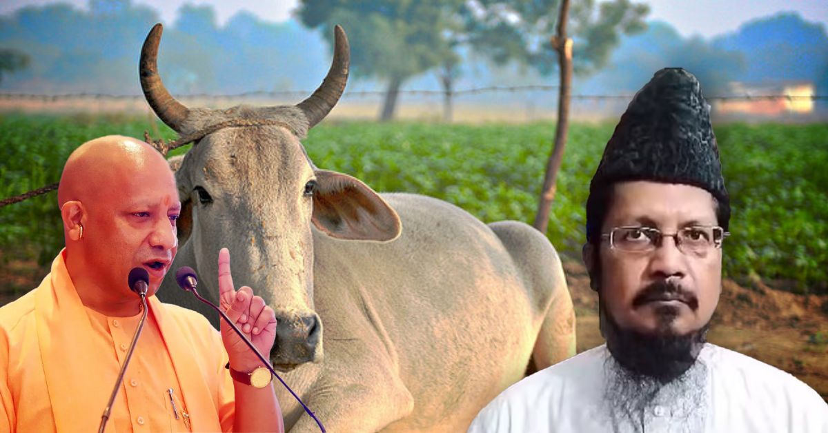 गाय को राष्ट्रीय पशु बनाने की मांग पर तेज हुई बहस, मौलाना शहाबुद्दीन रजवी ने किया समर्थन