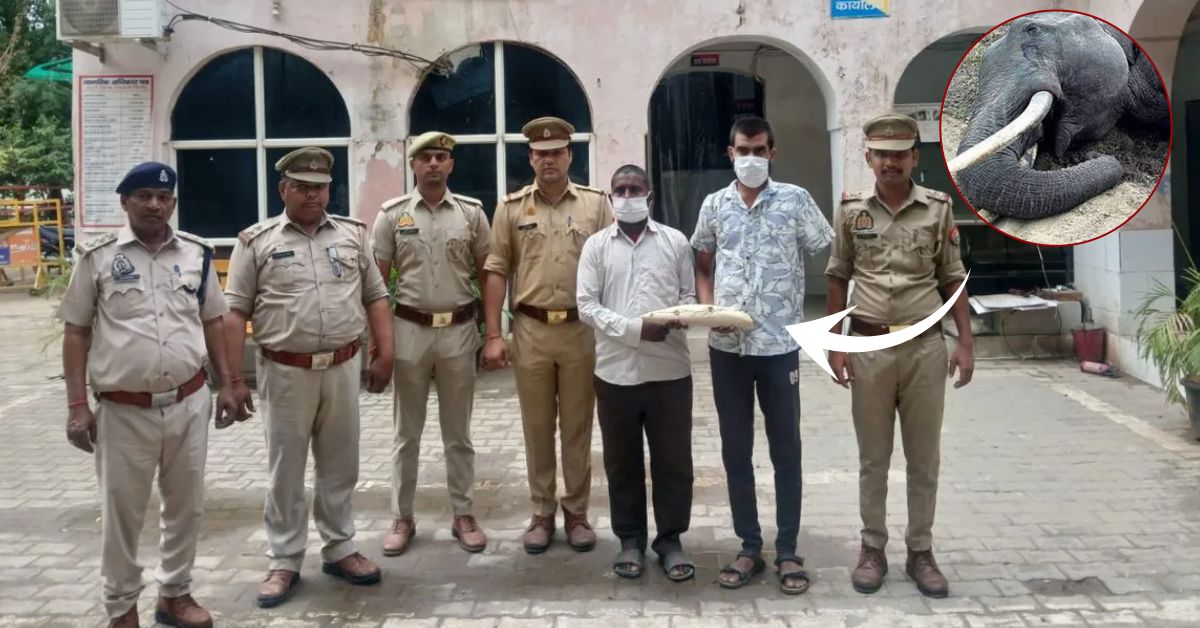 ग्रेटर नोएडा में हाथी दांत तस्करी का भंडाफोड़, दो आरोपी गिरफ्तार, बड़ा नेटवर्क जांच के घेरे में