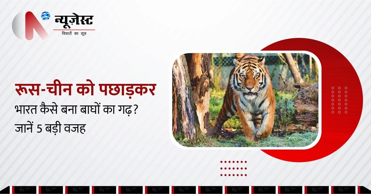 3100 बाघों के साथ भारत बना दुनिया का बाघों का गढ़, जानें 5 अहम कारण।